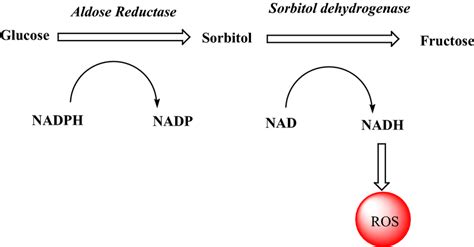 role  aldose reductase ar  hyperglycemia induced oxidative stress