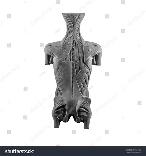 Plaster Statue Naked Man Torso Anatomical Stock Photo Edit Now 779326102