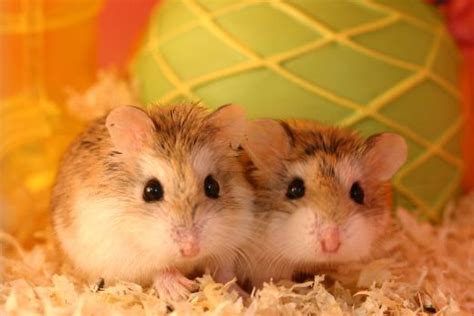 How To Care For A Hamster | Pets 101