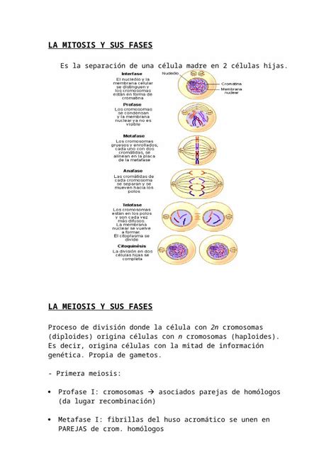 DOC La Mitosis Y Meiosis Y Sus Fases DOKUMEN TIPS