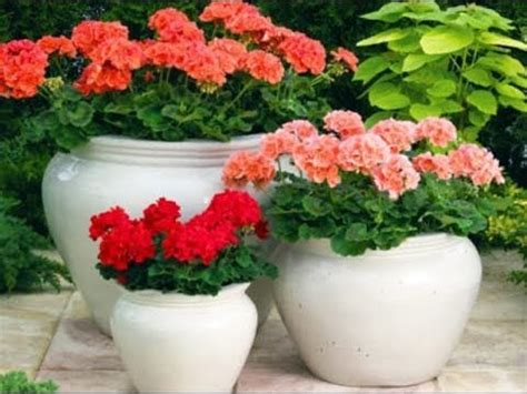 Герань ( Пеларгония ) Мифы о Больших Горшках😉 - YouTube