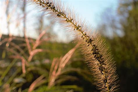 Rumput Tanaman Alam Foto Gratis Di Pixabay Pixabay