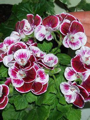 Пеларгония: виды и сорта с описанием. Уход и размножение комнатной ...