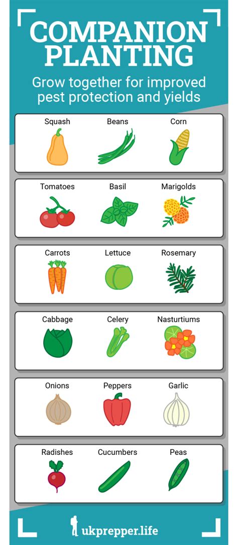 Companion Planting For Self Sufficiency Boost Your Gardens