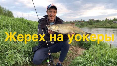Ловля Жереха на Уокеры. - YouTube
