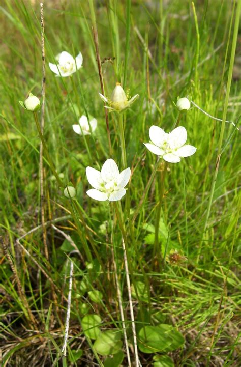 Атлас лекарственных растений республики Татарстан