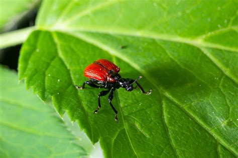 An insight into grapevine diseases - Vineyard Magazine