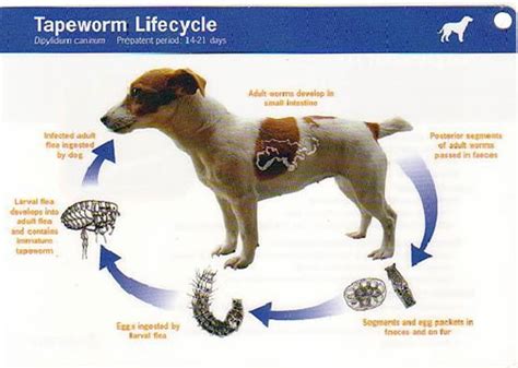 Tapeworms In Dogs Inside Out Dog Training