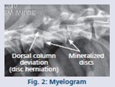 disc treating   neck disc disease veterinary surgical centers