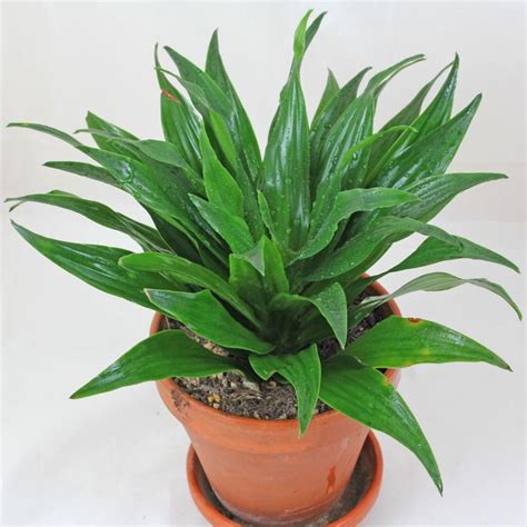 Драцена: уход в домашних условиях, фото с описанием, виды и размножение ...