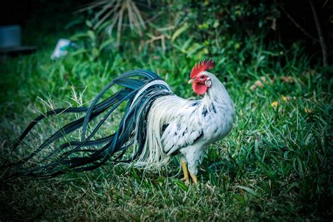 10 Most Rarest Chicken Breeds In The World 2024 UPDATED