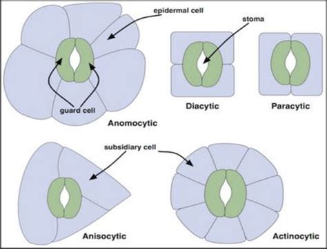 2 3 Types Of Stomata Download Scientific Diagram