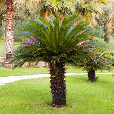 Are There Palm Trees In South Carolina An Identification Guide