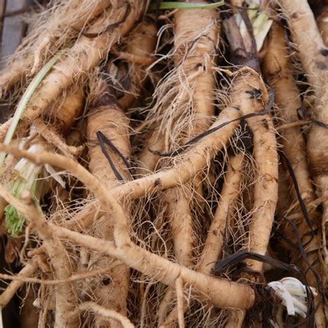 growing salsify vegetable oyster  usa zone  climate
