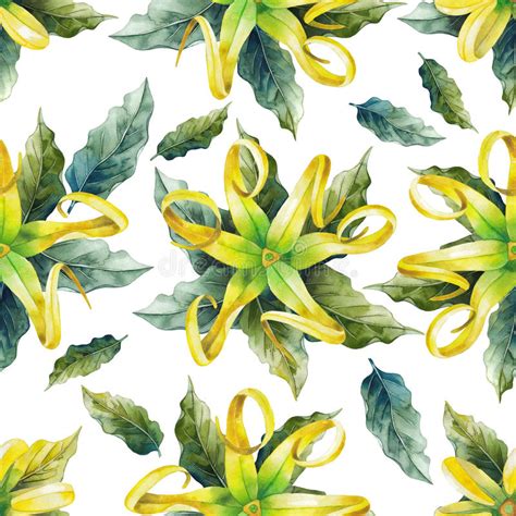 Aceite Del Ylang Del Ylang De La Acuarela Stock de ilustración