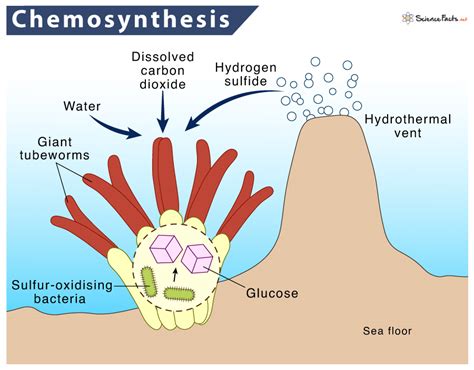 Chemosynthesis Definition Process Equation And Examples