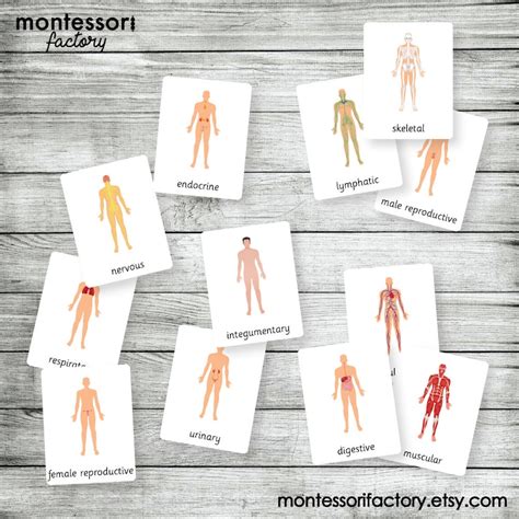 Human Body Systems Montessori Cards Flash Cards Three Etsy