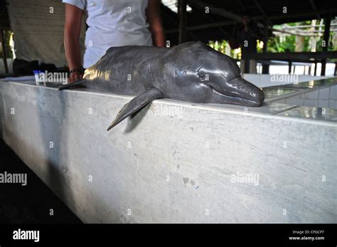 Dna Sampling From A Pink River Dolphin Dead From Poaching Injuries