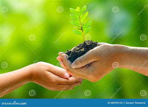 Environment Earth Day In The Hands Of Trees Growing Seedlings Bokeh