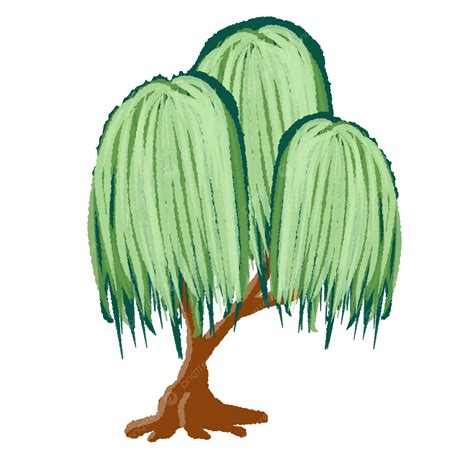 Weeping Willow Tree Or Liang Liu, Weeping Willows, Tree, Liang Liu PNG