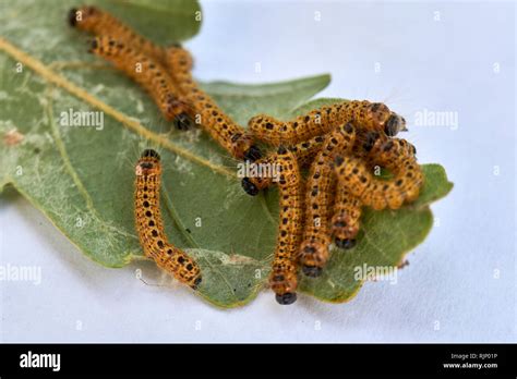 Oak Processionary Moth Hi Res Stock Photography And Images Alamy