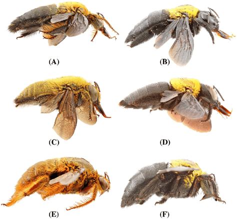 A F Lateral View Of Xylocopa Subgenus Koptortosoma From Central