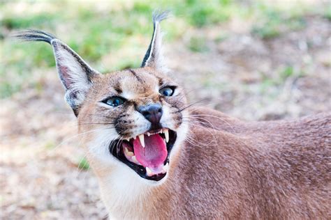 A Collection Of The Most Relatable And Funny Moments Captured In An Ugly Pic Of Animals Online 13