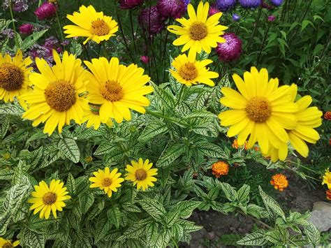 Желтые многолетние цветы - 73 фото