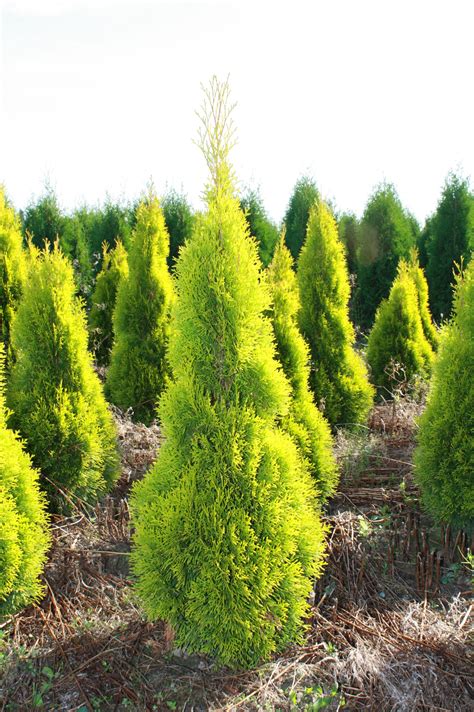 Thuja