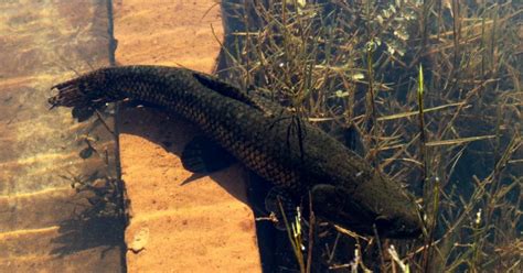 Hoplias Malabaricus Not Evaluated Biofaces Bring Nature Closer