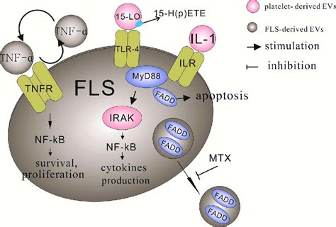 Toll Like Receptor Tlr And Tnf Associated Evs In Inflammation Evs