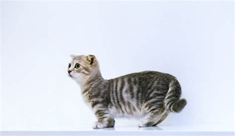 20 Popular European Cat Breeds