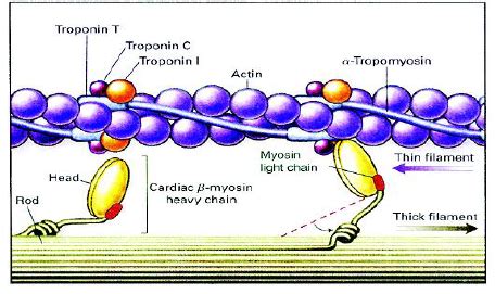 With an aid of a diagram,briefly discuss Myofibrils.