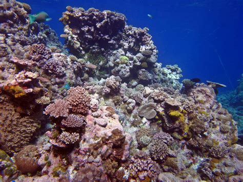 Tassie Twosome Coral Reefs