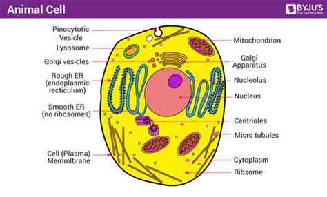 Animal Cell Diagram Anatomy And Physiology
