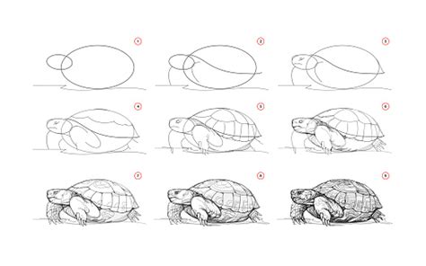 Page Montre Comment Apprendre À Dessiner Un Croquis Dune Tortue Animale