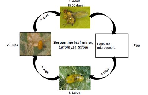 Cucurbitaceous Vegetable Insect Pests | Vikaspedia - Agriculture