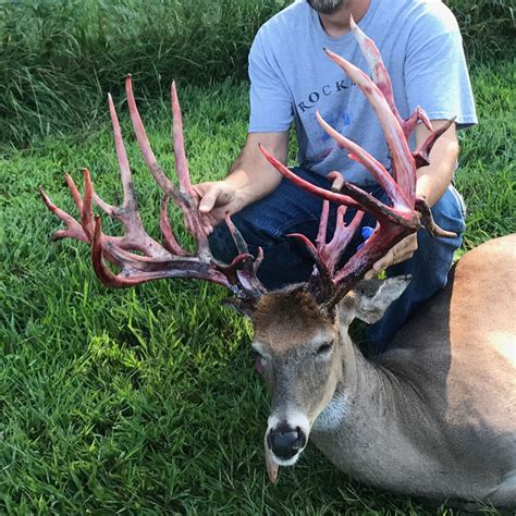 Awesome Buck Shedding Velvet