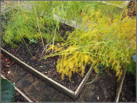 Marks Veg Plot Putting The Asparagus To Bed