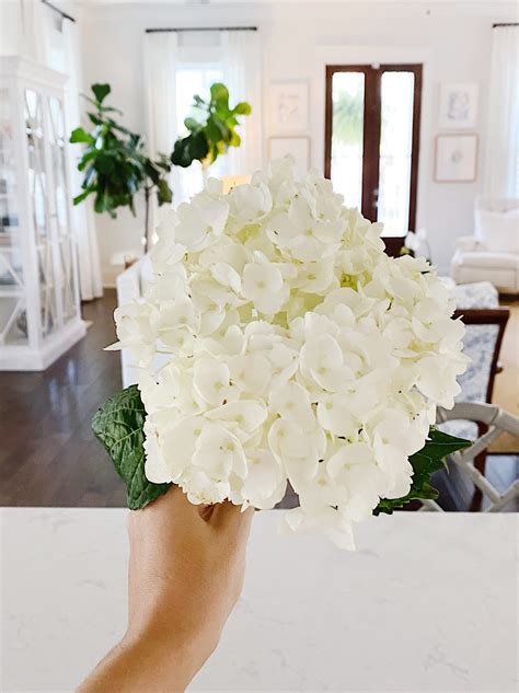 how I revive wilting hydrangeas - Megan Stokes