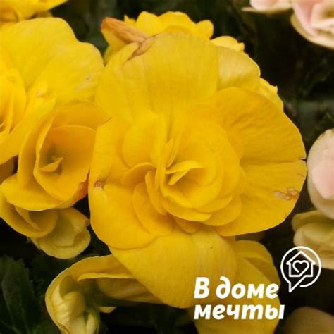 Бегония: посадка, уход и размножение дома и в саду | Flowers, Plants ...
