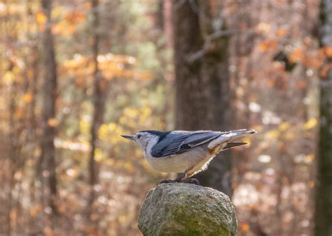 White Breasted Nuthatch Feederwatch