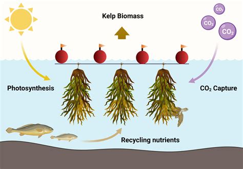 How to Kelp the Planet – The Pipettepen