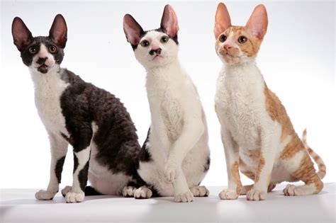 Devon Rex Vs Cornish Rex Breed Comparison Mycatbreeds