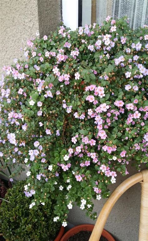 Бакопа – выращивание из семян, фото