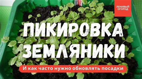 Земляника садовая в домашних условиях | Пикировка земляники из семян ...