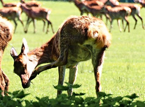 Nothing Like A Good Scratch Wild Red Deer Olwyn McEwen Flickr