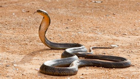 King Cobra (Ophiophagus hannah) | about animals