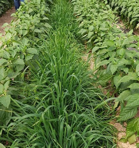 Preparados De Plantas Y Minerales Para El Manejo De Plagas Y