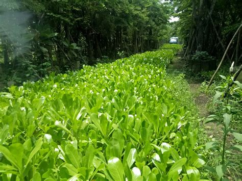 Cây Phong Ba Giá Rẻ Tại đà Nẵng